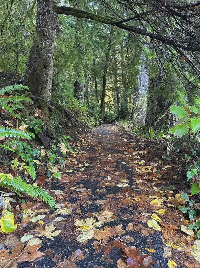 Loon Lake Recreation Site — Paved waterfall trail with leaves on the ground.