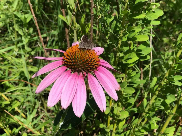 Ladybird Landing — Lady Bird Wildflower Plot