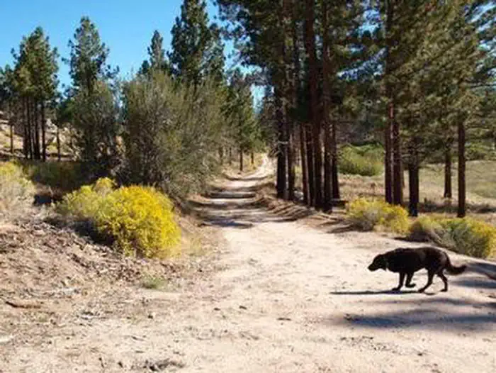 Ironwood Group Camp — Dog talking a stroll at Ironwood Group Camp