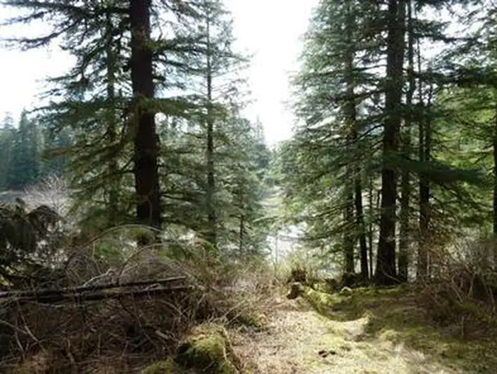 Pybus Bay Cabin — PYBUS BAY CABIN view