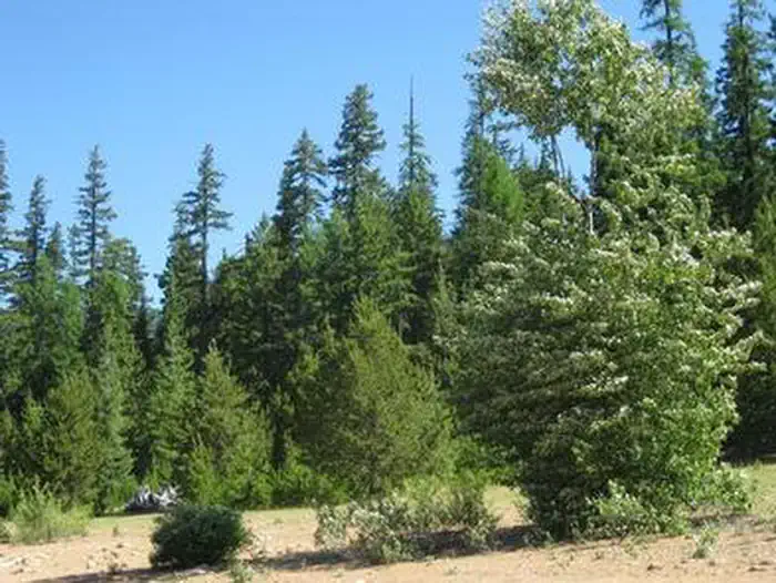 Clear Lake Campground — CLEAR LAKE (OR)4