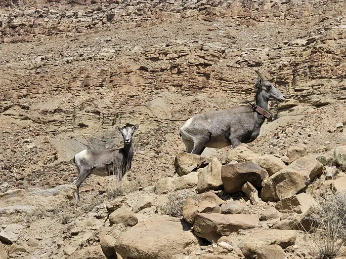 Swasey's Beach — Bighorn sheep