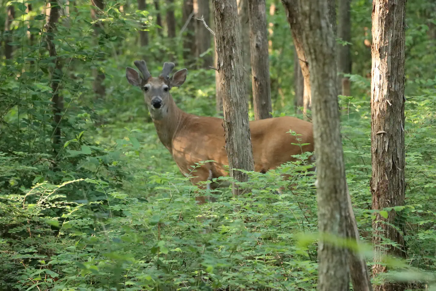 Anderson Road Campground — Anderson Road Campground Wildlife