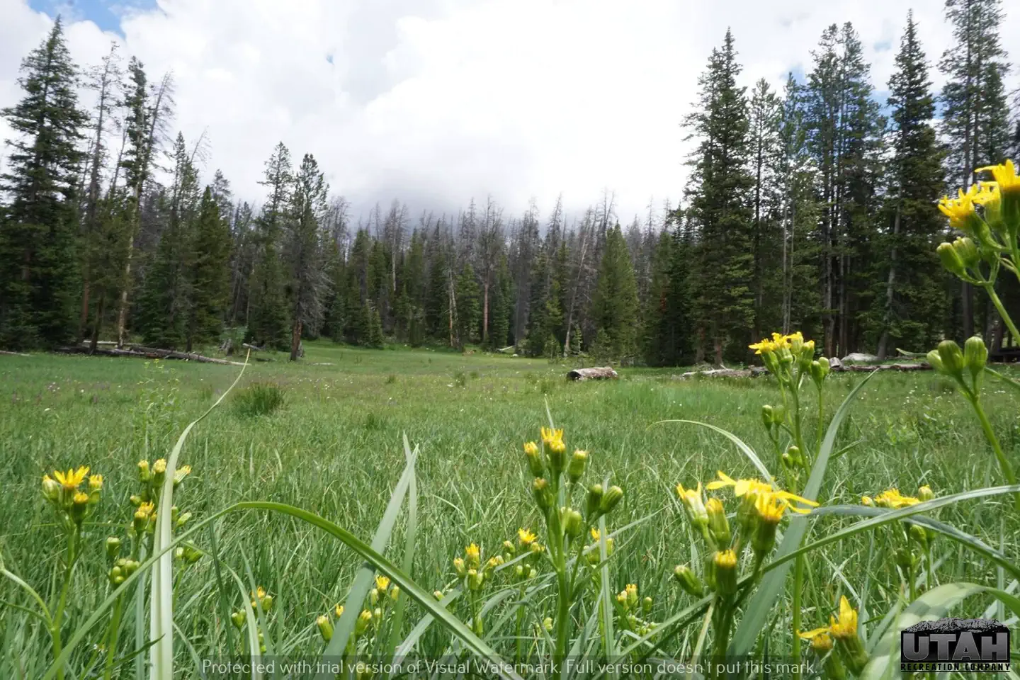 Trial Lake Campground — Trial Lake Campground 4