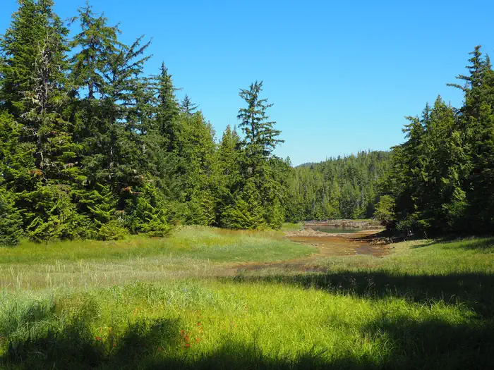 Steamer Bay Cabin — View from Steamer Bay Cabin with tall trees and grasses