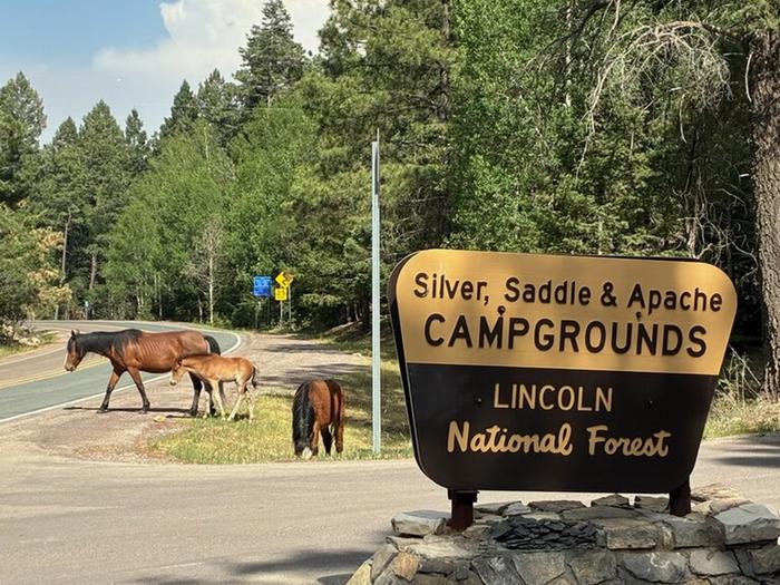 Apache Campground  — Main sign for Silver, Saddle and Apache campgrounds. 