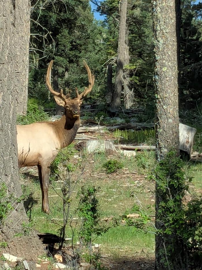 Apache Campground  — Elk at Apache CG