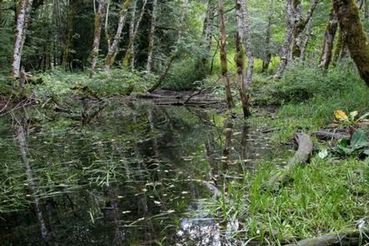 Coal Creek Group Camp — Coal Creek Group Camp