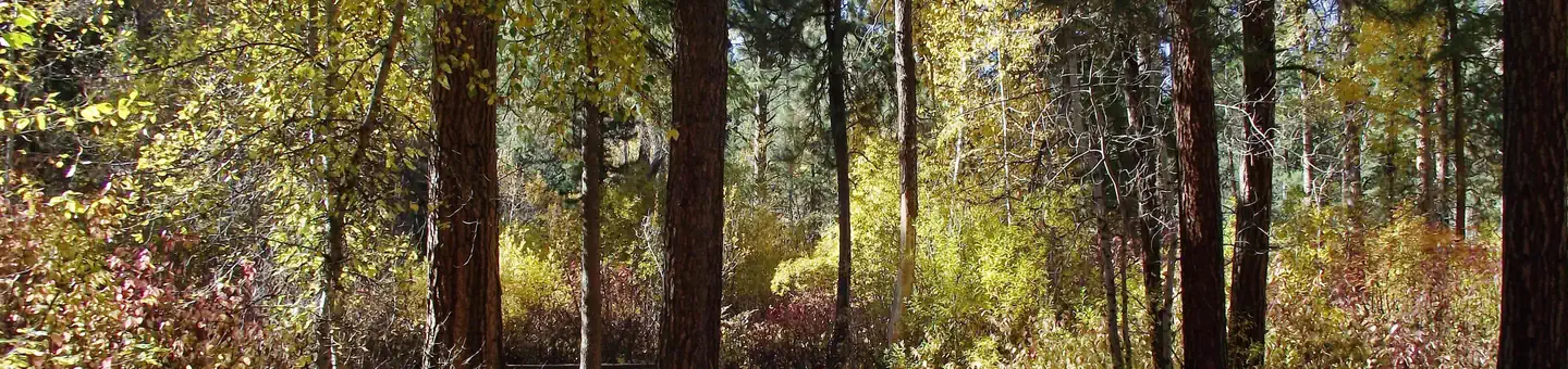 Dog Creek Campground