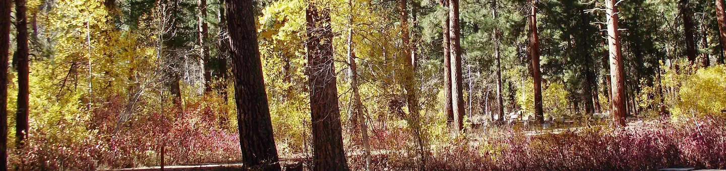 Dog Creek Campground