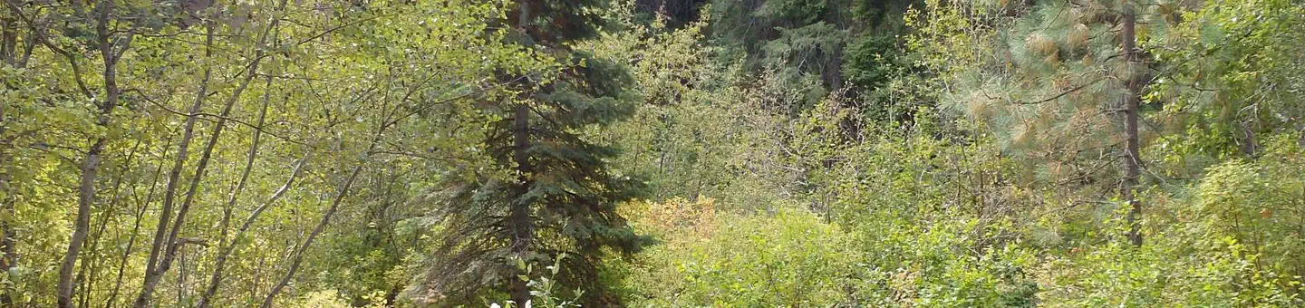 Willows Campground
