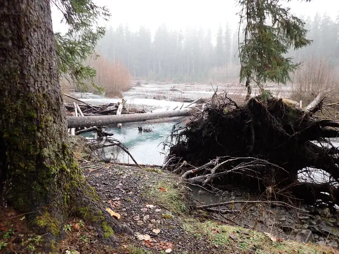 Hoh Rainforest Campground