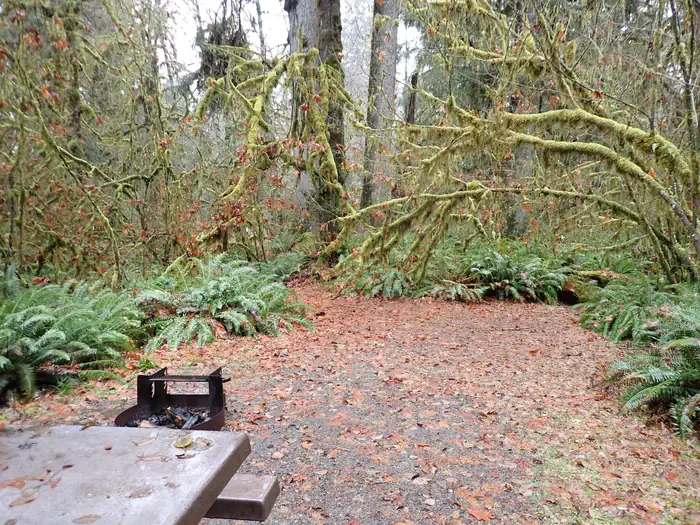 Hoh Rainforest Campground
