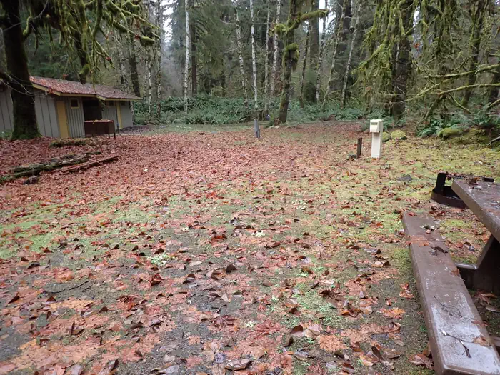 Hoh Rainforest Campground