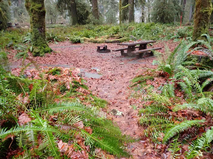 Hoh Rainforest Campground