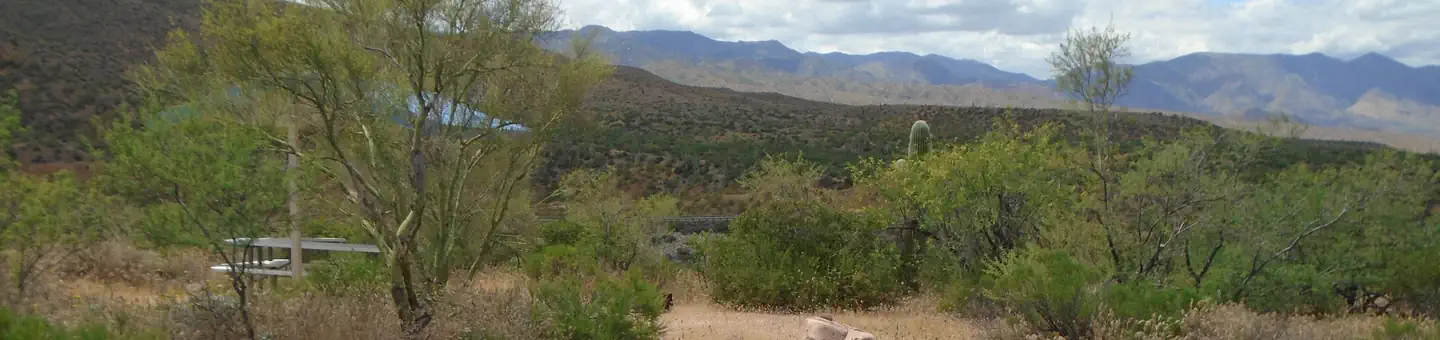 Cholla Campground