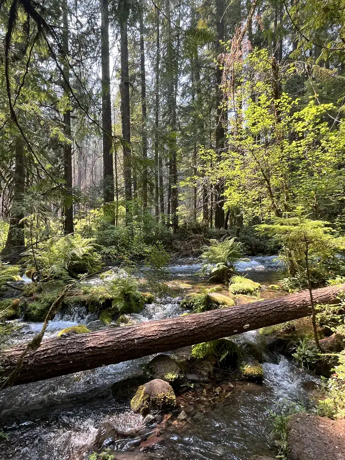 Olallie Campground