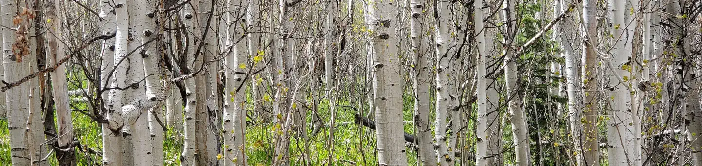 Site 3