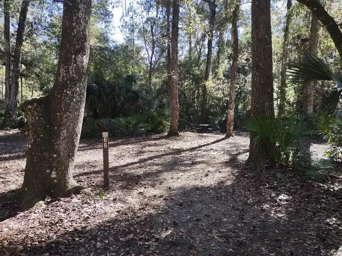 Juniper Springs Rec Area - Sandpine