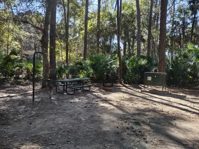 Juniper Springs Rec Area - Sandpine