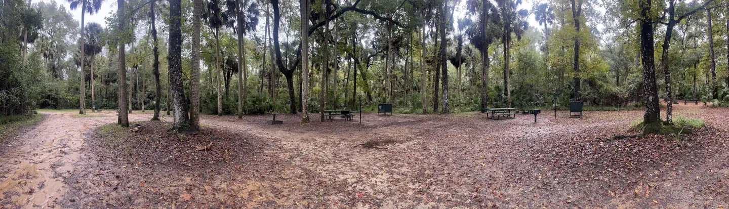Juniper Springs Rec Area - Sandpine