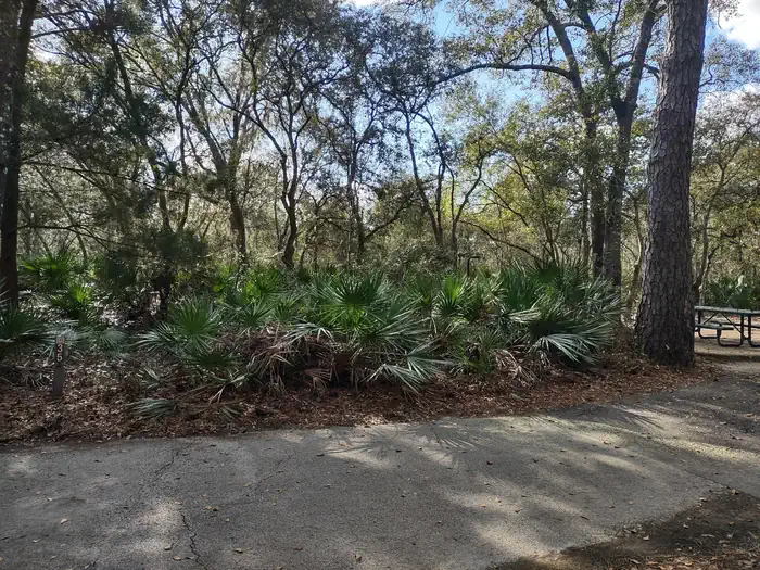 Juniper Springs Rec Area - Sandpine