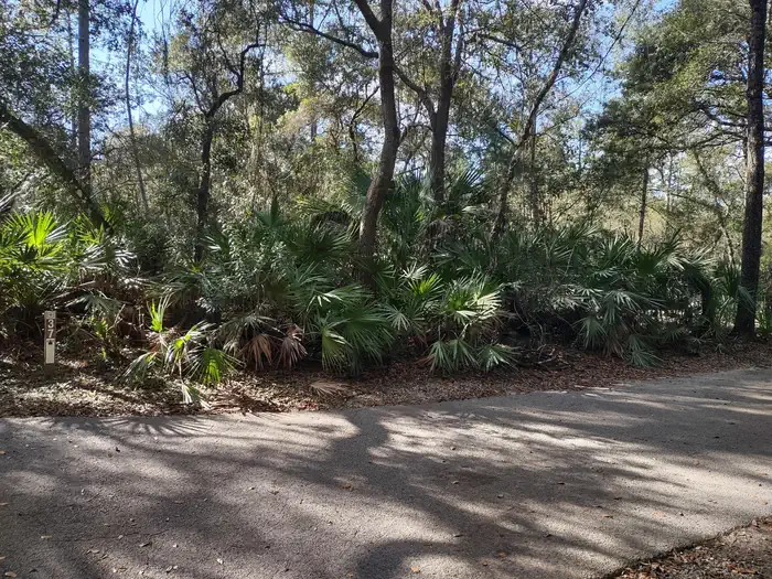 Juniper Springs Rec Area - Sandpine