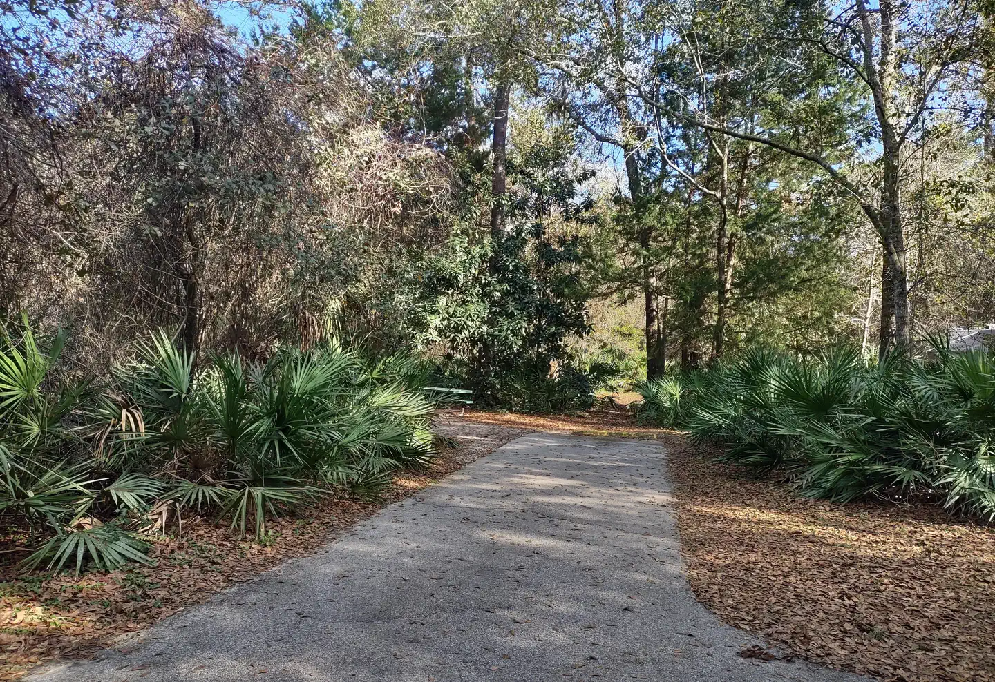 Juniper Springs Rec Area - Sandpine