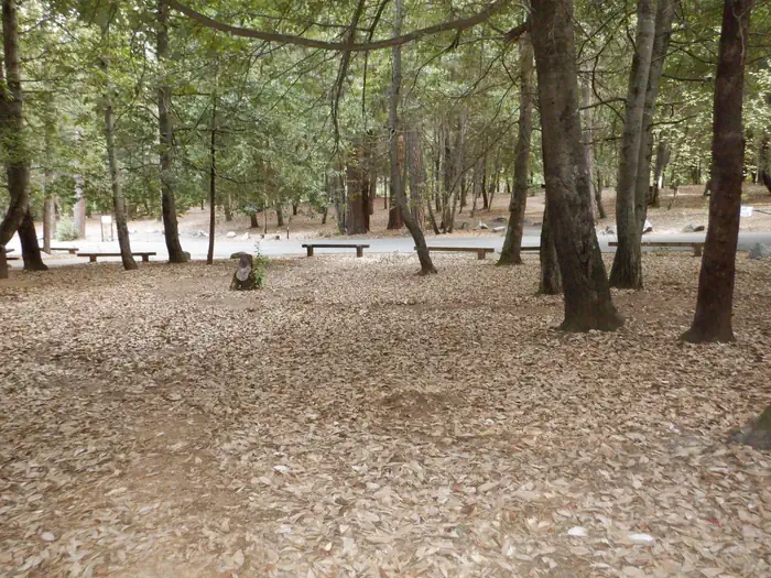 Schoolhouse Campground (ca)