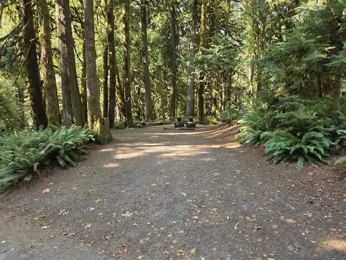 Fairholme Campground - Olympic National Park