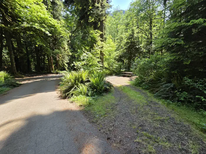 Fairholme Campground - Olympic National Park