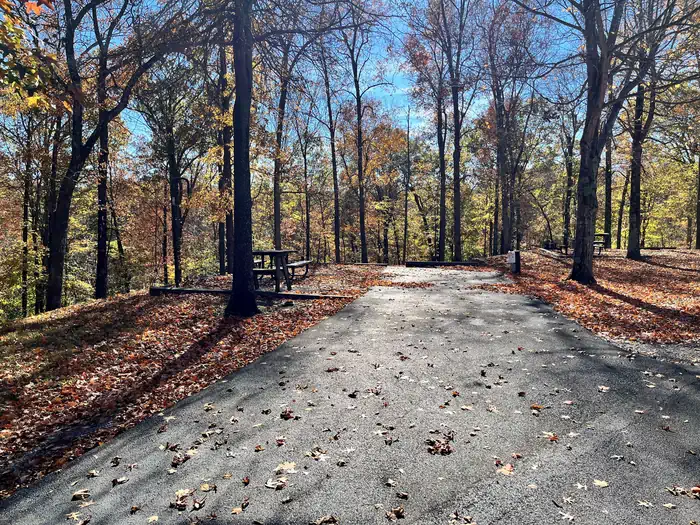 Laurel Branch