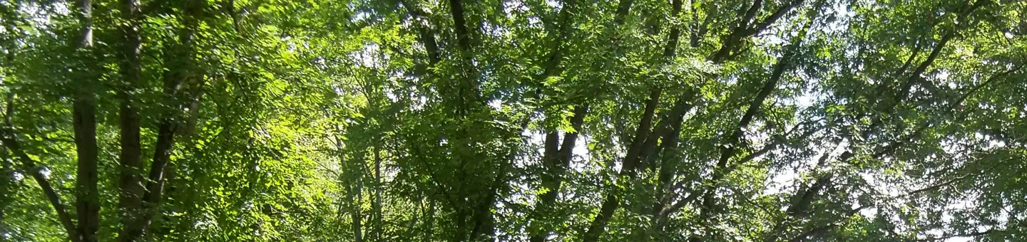Mill Creek Camping