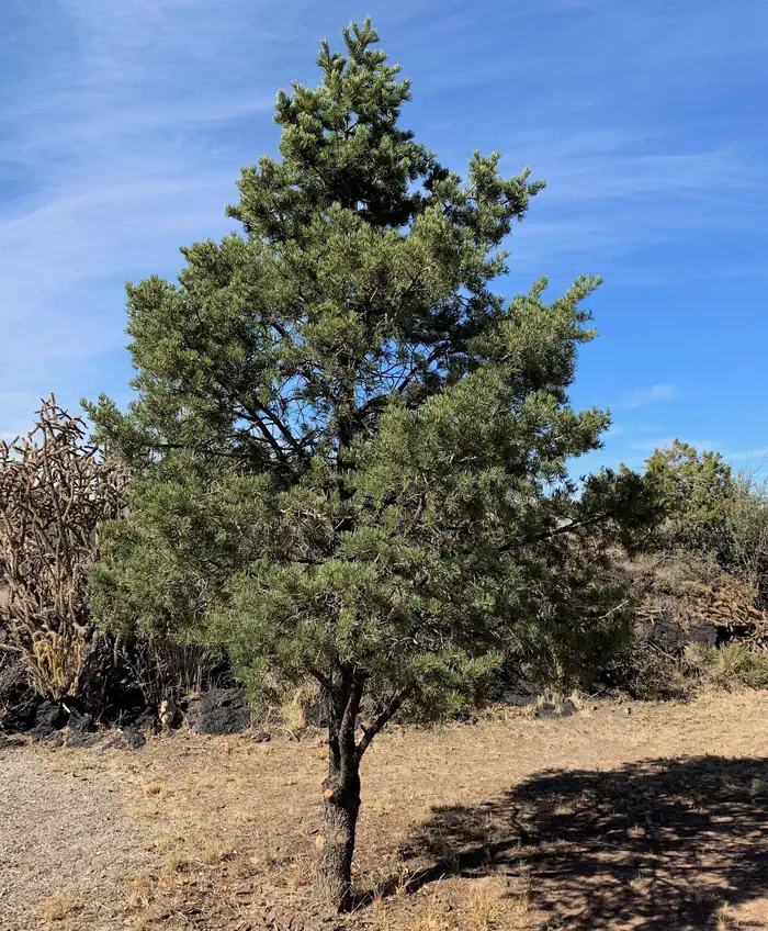 Valley Of Fires Recreation Area