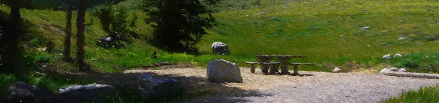 Limber Pine