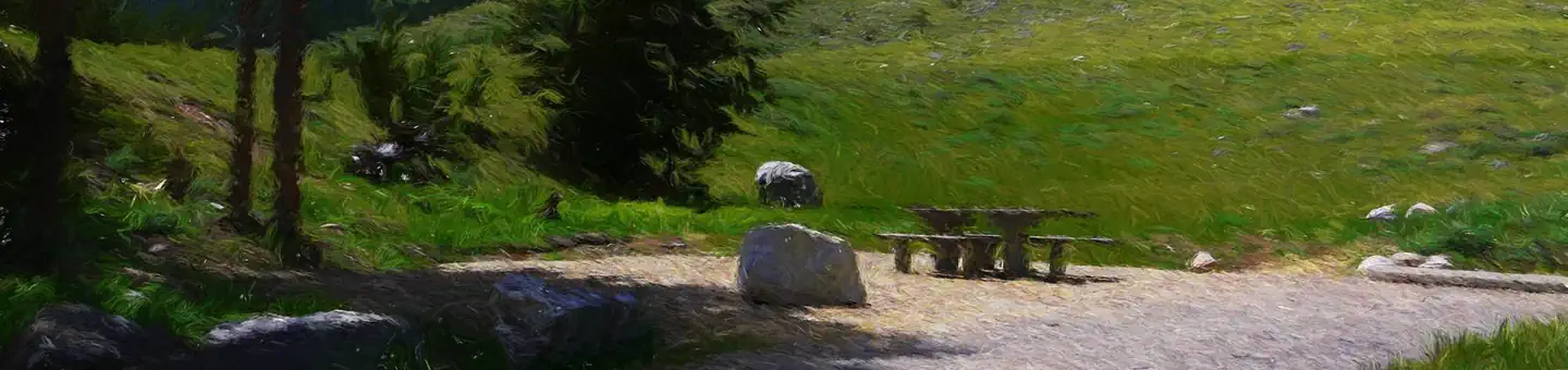Limber Pine