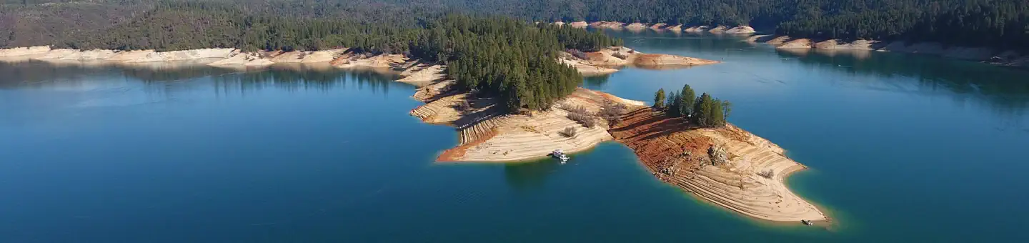 Sugarpine