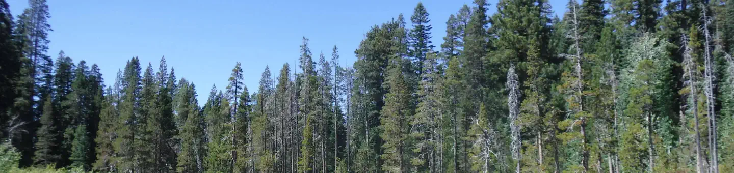 Yuba Pass Campground