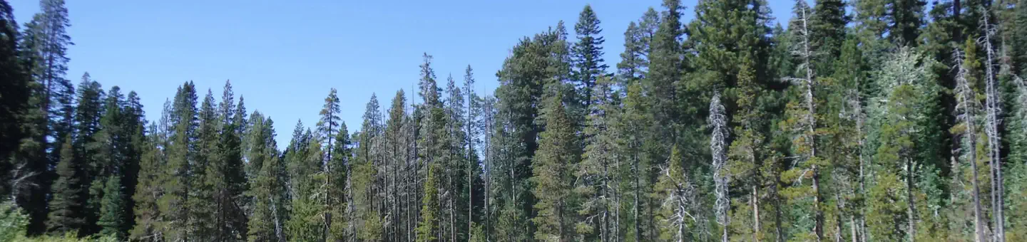 Yuba Pass Campground
