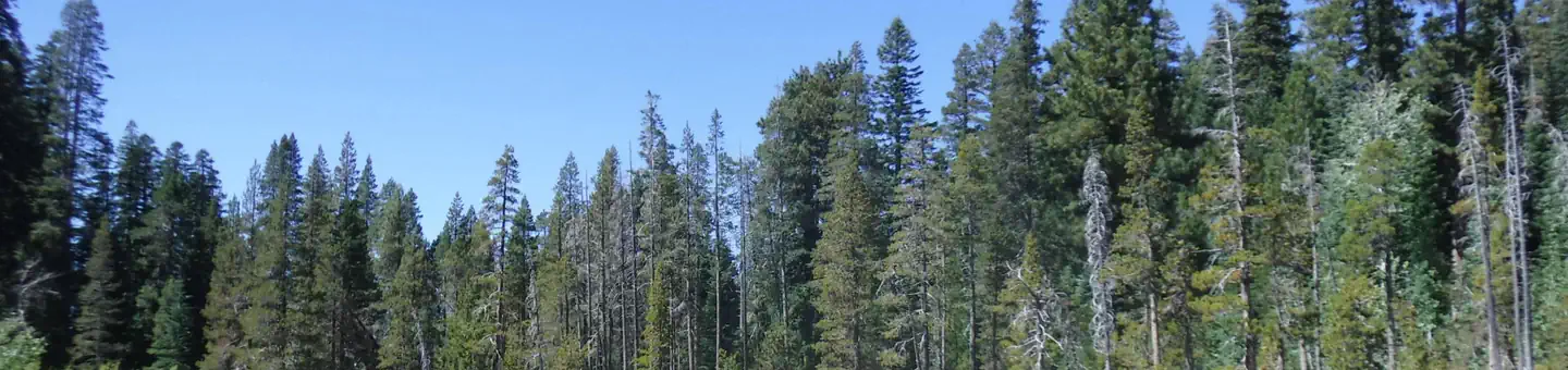 Yuba Pass Campground