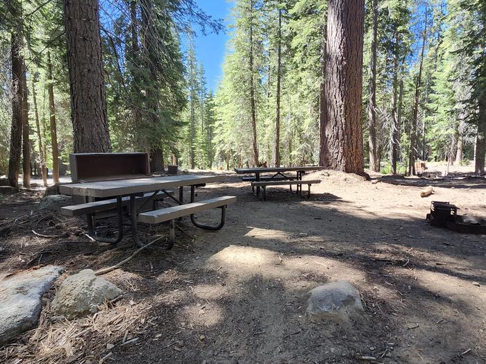 Kinnikinnick - Sierra NF