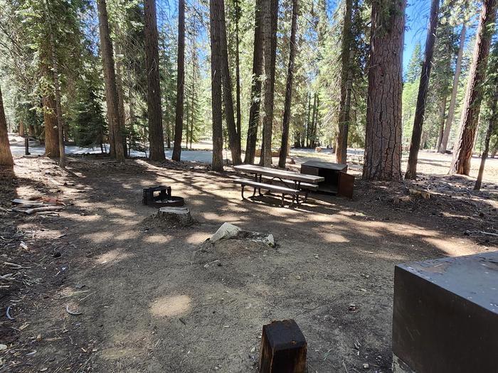 Kinnikinnick - Sierra NF