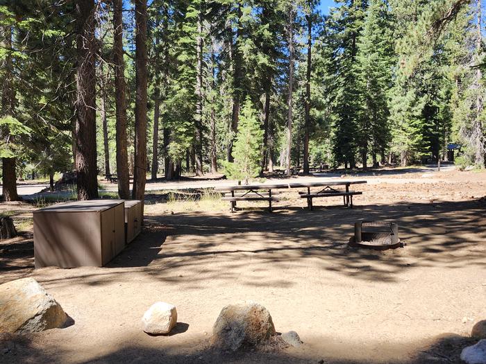 Kinnikinnick - Sierra NF