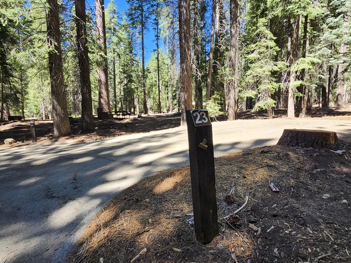 Kinnikinnick - Sierra NF