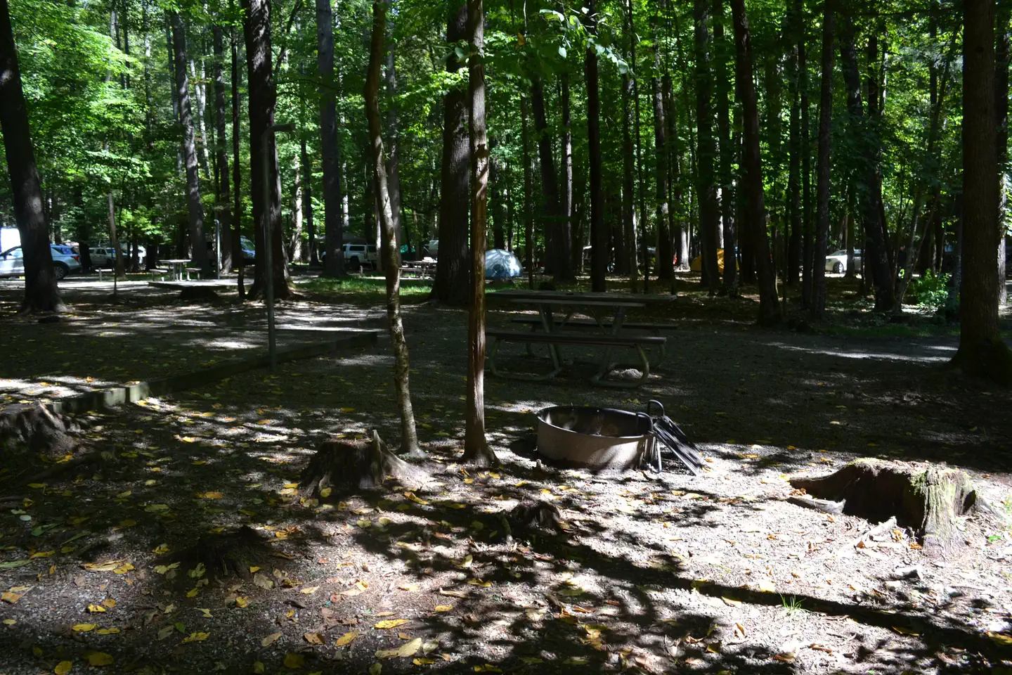 Cataloochee Campground