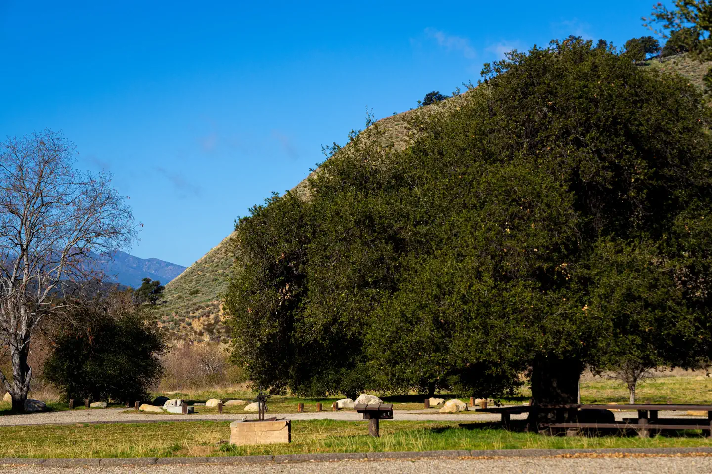 LIVE OAK