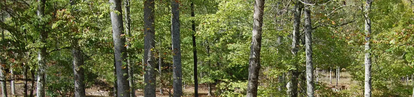Rocky Bluff Campground