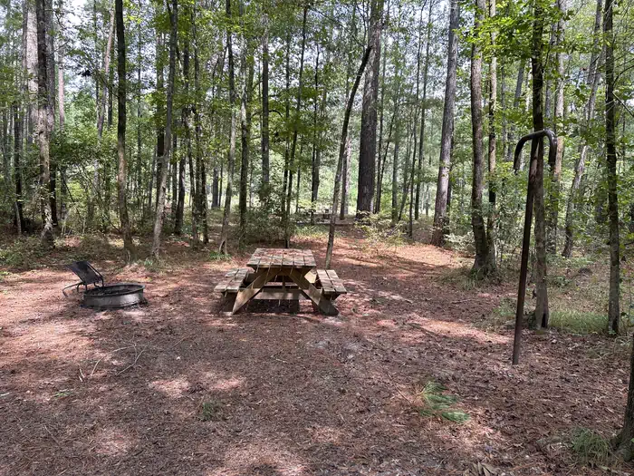 Longleaf - Congaree National Park
