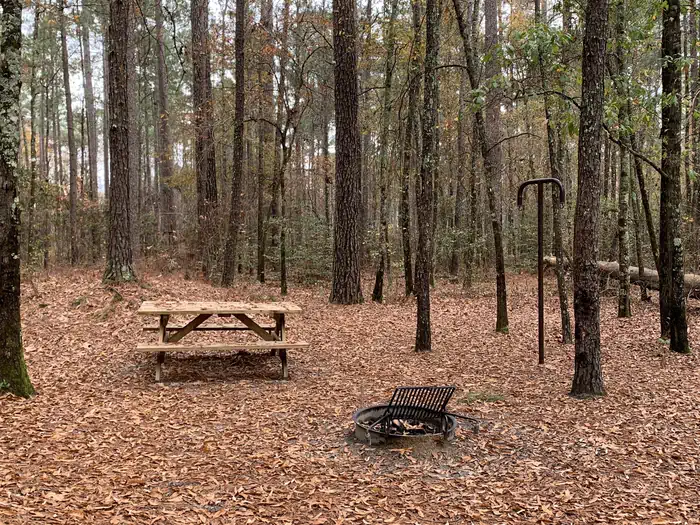 Longleaf - Congaree National Park