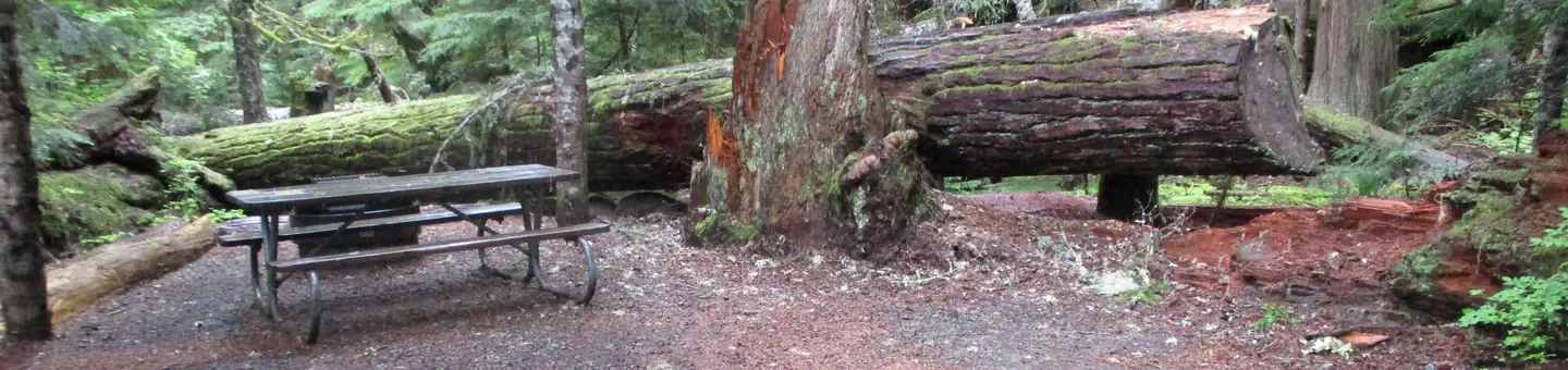 Cougar Rock Campground
